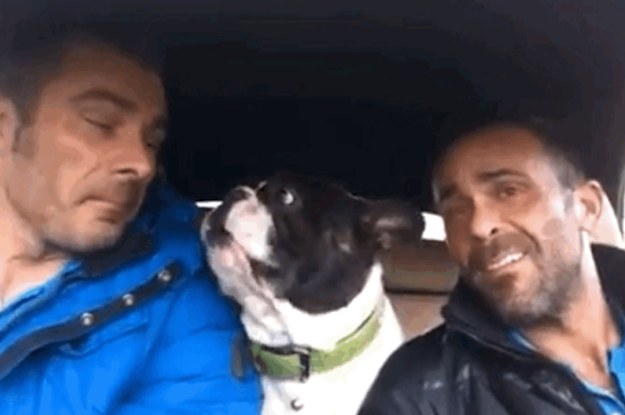 DUE AMICI CANTANO IN MACCHINA LA LORO CANZONE PREFERITA, QUELLO CHE FA IL CANE E' INCREDIBILE - VIDEO - 01/02/2015