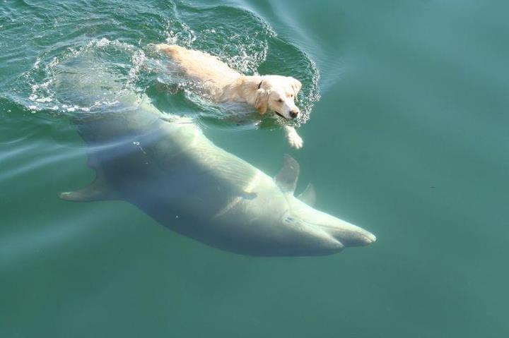 IL CANE BEN E IL DELFINO DUGGIE: ECCO LA LORO NUOTATA QUOTIDIANA - VIDEO - 25/01/2015