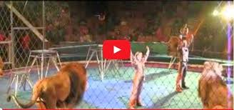 TERRORE AL CIRCO: I LEONI ATTACCANO IL DOMATORE - VIDEO - 29/06/2015