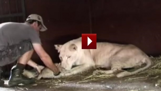 LA REAZIONE DELLA LEONESSA QUANDO QUEST'UOMO SI AVVICINA AI SUOI CUCCIOLI - VIDEO - 14/03/2015