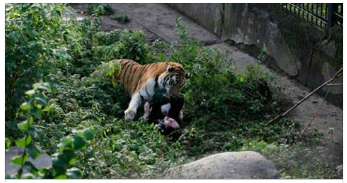 ACCADE IN UN ATTIMO, ORRORE ALLO ZOO: ''PORTATE VIA I BAMBINI'' - 06/11/2017