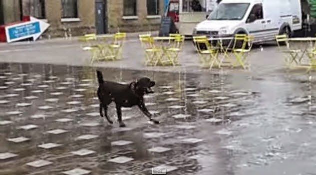 IL CANE CHE SE LA STA SPASSANDO ALLA GRANDE - VIDEO - 21/11/2014