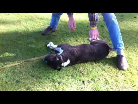 ECCO COME FARE UNA RIANIMAZIONE CARDIOPOLMONARE AD UN CANE - VIDEO - 19/10/2014