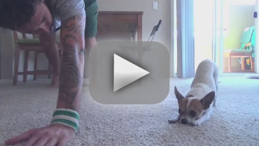 CHIHUAHUA ESEGUE GLI ESERCIZI DI YOGA - VIDEO BELLISSIMO - 24/05/2014