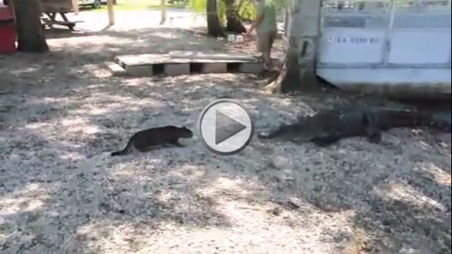 GATTO CONTRO COCCODRILLO. CHI NE USCIRA' VIVO ? - VIDEO - 09/05/2014