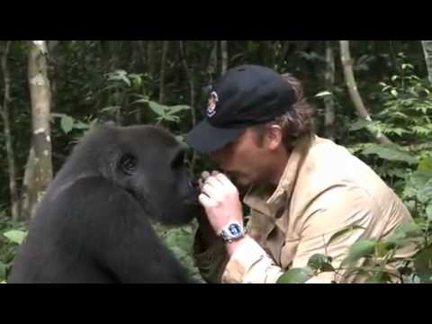 UN UOMO E UN GORILLA SI RINCONTRANO DOPO 5 ANNI - VIDEO EMOZIONANTE - 07/05/2014