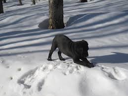 IL CANE SULLA NEVE, IL VIDEO E' DIVERTENTISSIMO - GUARDA - 04/01/2015