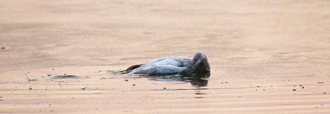 IL CUCCIOLO CIGNO SUICIDA DOPO MORTE DELLA MAMMA: TIENE LA TESTA SOTT'ACQUA E AFFOGA - LA FOTO VIRALE - 01/03/2015