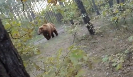 CICLISTA INSEGUITO DA UN ORSO RIPRENDE TUTTO CON LA GOPRO - VIDEO SHOCK - 20/04/2015