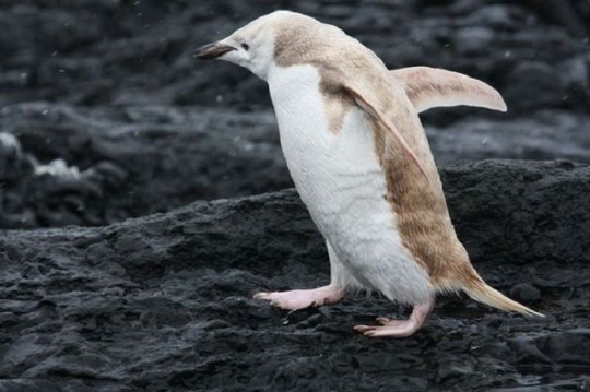 AVVISTATO UN RARISSIMO ESEMPLARE DI PINGUINO BIONDO - VIDEO - 23/06/2014