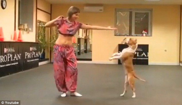 PITBULL SI ESIBISCE IN UNA DANZA ARABA CON LA SUA PADRONA - VIDEO - 26/09/2014