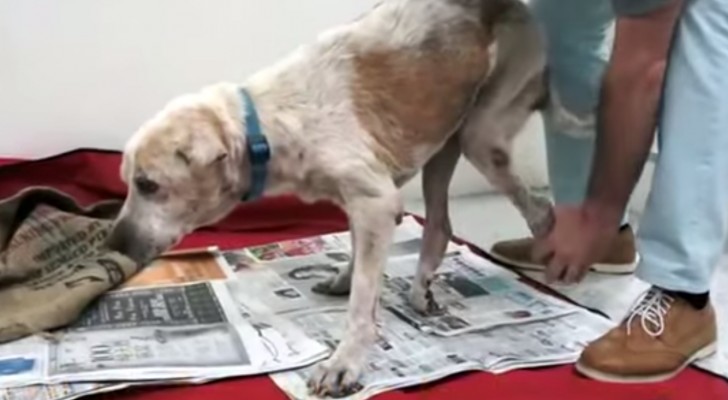 LA COMMOVENTE STORIA DI UN CANE RANDAGIO. DALLA SUA RINASCITA AL SUO ADDIO - VIDEO - 16/04/2014