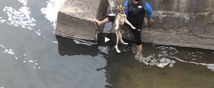 SALVA UN CANE DALLA MORTE E VIENE ''RICOMPENSATO'' IN MODO PARTICOLARE - VIDEO - 29/04/2014