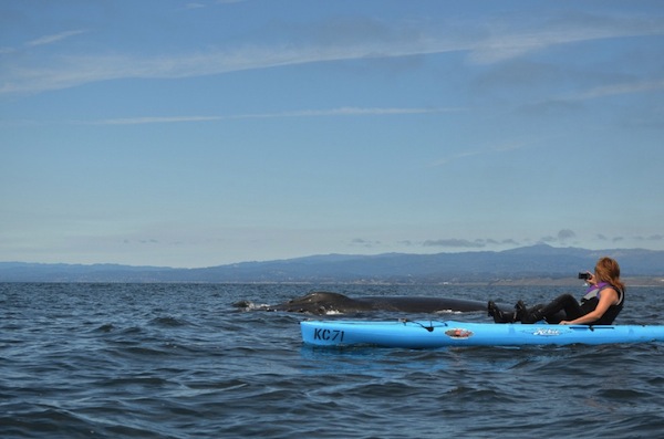 LO SCONTRO TRA UNA BALENA E UN FOTOGRAFO IN KAYAK - FOTO - 28/02/2016