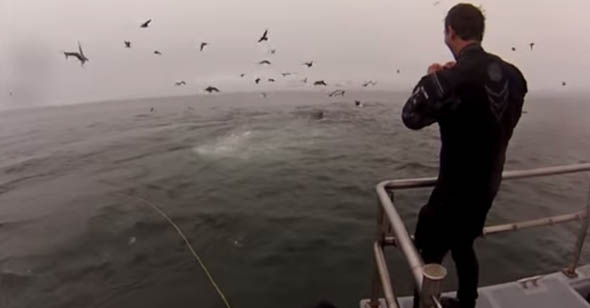 QUESTI UOMINI SI TUFFANO IN MARE. QUELLO CHE SUCCEDE DOPO E' UNO SHOCK INCREDIBILE - VIDEO - 29/07/2014