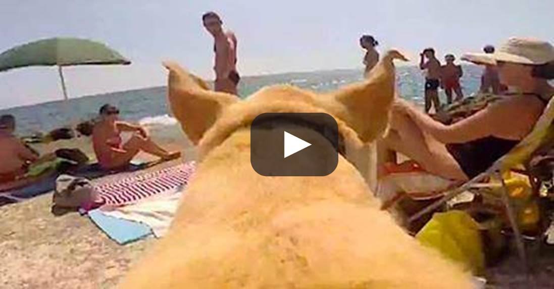 IL LABRADOR CHE IMPAZZISCE PER IL MARE. INCREDIBILI RIPRESE IN SOGGETTIVA - VIDEO - 03/09/2014