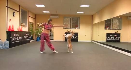 IL CAGNOLINO BALLA LA DANZA DEL VENTRE CON LA SUA PADRONA - VIDEO - 04/09/2014