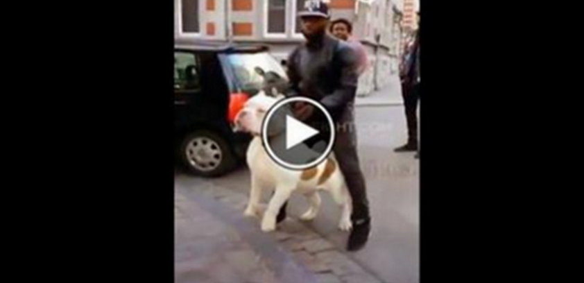 L'ESEMPLARE DI PITBULL PIU' GROSSO AL MONDO, IL SUO PADRONE FATICA A TENERLO AL GUINZAGLIO - VIDEO - 19/06/2014