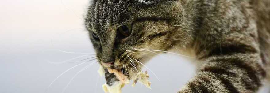 GATTO ENTRA IN AEROPORTO E MANGIA DI NASCOSTO 1000 EURO DI PRELIBATEZZE TRA CAVIALE E POLPO - 29/07/2015