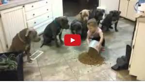 BAMBINA DI 6 ANNI TIENE A BADA 6 PITBULL - VIDEO INCREDIBILE - 27/02/2015