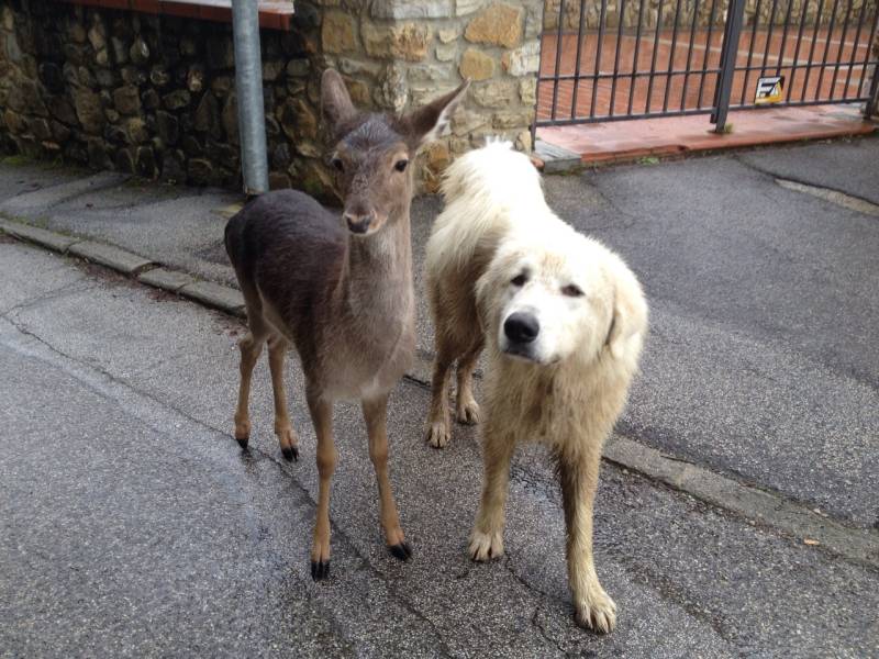 IL CANE E IL DAINO, STORIA DI UN'AMICIZIA: SI ASPETTANO TUTTI I GIONI DA 6 MESI - 28/04/2015