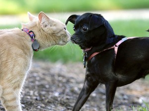 CHI AMA IL GATTO È DIVERSO DA CHI PREFERISCE IL CANE. ECCO LO STUDIO CHE LO DIMOSTRA - 14/05/2015