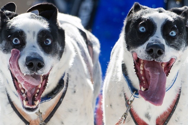 ATTENTI AI VOSTRI CANI: ECCO COME POSSONO ENTRARE IN CONTATTO CON SOSTANZE STUPEFACENTI - 29/06/2015