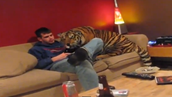 VIVONO IN CASA CON UN CUCCIOLO DI TIGRE CHE SI COMPORTA COME UN MICIO - VIDEO - 23/02/2014