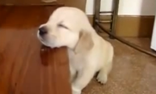 I 10 CUCCIOLI CHE BARCOLLANO DAL SONNO - VIDEO - 14/03/2014