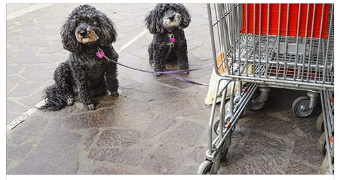 STOP ALLA SPESA COL CANE: I SUPERMERCATI VIETANO L'ACCESSO AGLI ANIMALI DOMESTICI - 31/07/2017