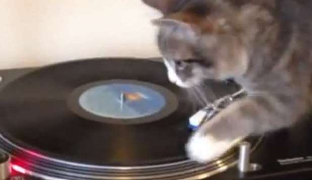 IL GATTO MIXA BOB MARLEY E DIVENTA STAR DEL WEB - VIDEO - 03/12/2012