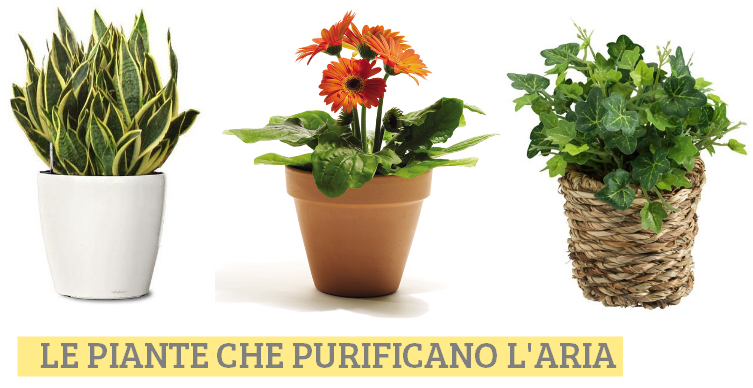 ECCO LE PIANTE CHE PURIFICANO L'ARIA - GUARDA - 12/03/2015