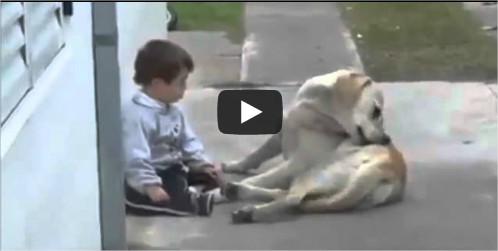 IL CANE PIU' DELICATO DEL MONDO FA AMICIZIA CON UN BAMBINO DOWN - VIDEO FANTASTICO - 23/01/2014