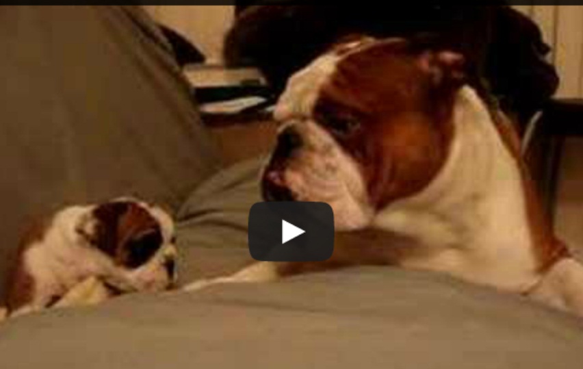 BULLDOG INCONTRA PER LA PRIMA VOLTA IL SUO CUCCIOLO - VIDEO COMMOVENTE - 08/03/2014