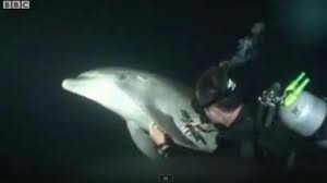 IL DELFINO CHE CHIEDE SOCCORSO AL SUB - IL VIDEO CHE STA COMMUOVENDO IL WEB - 16/03/2014