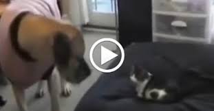 QUANDO SI TRATTA DI RIPOSARE... LA SFIDA ETERNA TRA CANI E GATTI - VIDEO VIRALE - 18/03/2014