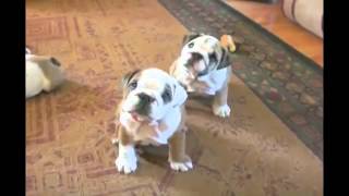 APPENA DOPO AVER VISTO QUESTO VIDEO AMERAI CLAMOROSAMENTE I BULLDOGS - 27/03/2014