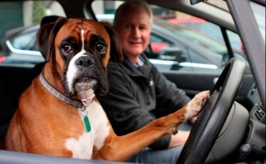 IL CANE SI STUFA DI ASPETTARE UN AUTO E SUONA IL CLACSON PER CHIAMARE IL PADRONE - VIDEO - 16/04/2014