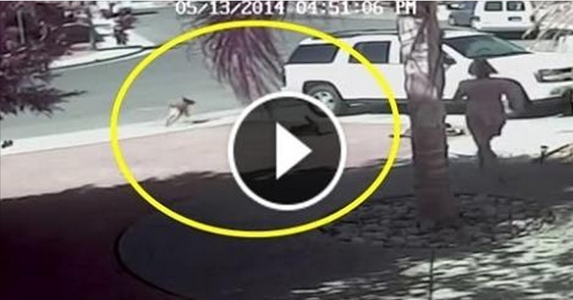 IL GATTO CHE SALVA IL BAMBINO DALL'ATTACCO DEL CANE INFEROCITO - VIDEO - 15/05/2014