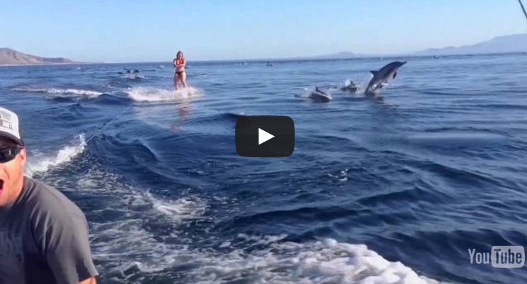 ECCO COSA SUCCEDE SE SI FA IL SURF CON DEI DELFINI - VIDEO - 21/05/2014