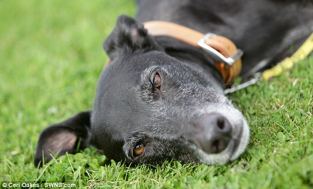 IL CANE CHE NESSUNO VUOLE: VIVE IN CANILE DA QUANDO E' CUCCIOLO. RESPINTO 17.000 VOLTE IN 7 ANNI - 03/09/2014