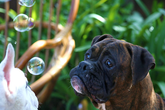 CANI ALLE PRESE CON LE BOLLE DI SAPONE - GUARDA - 27/10/2014