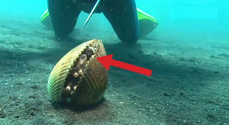 SEMBRA UN NORMALE MOLLUSCO, MA GUARDATE COSA SI NASCONDE ALL'INTERNO - VIDEO - 03/06/2015