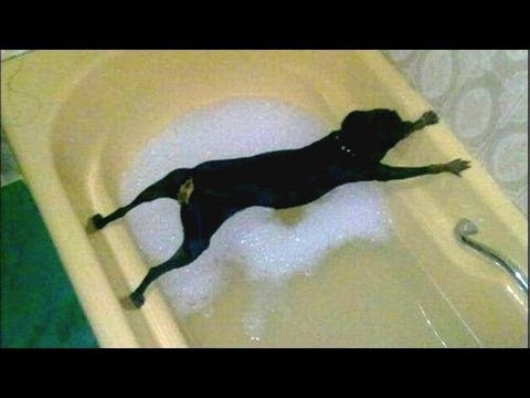 LE INCREDIBILI REAZIONI DI CANI CHE NON VOGLIONO FARE IL BAGNO - VIDEO - 24/06/2015