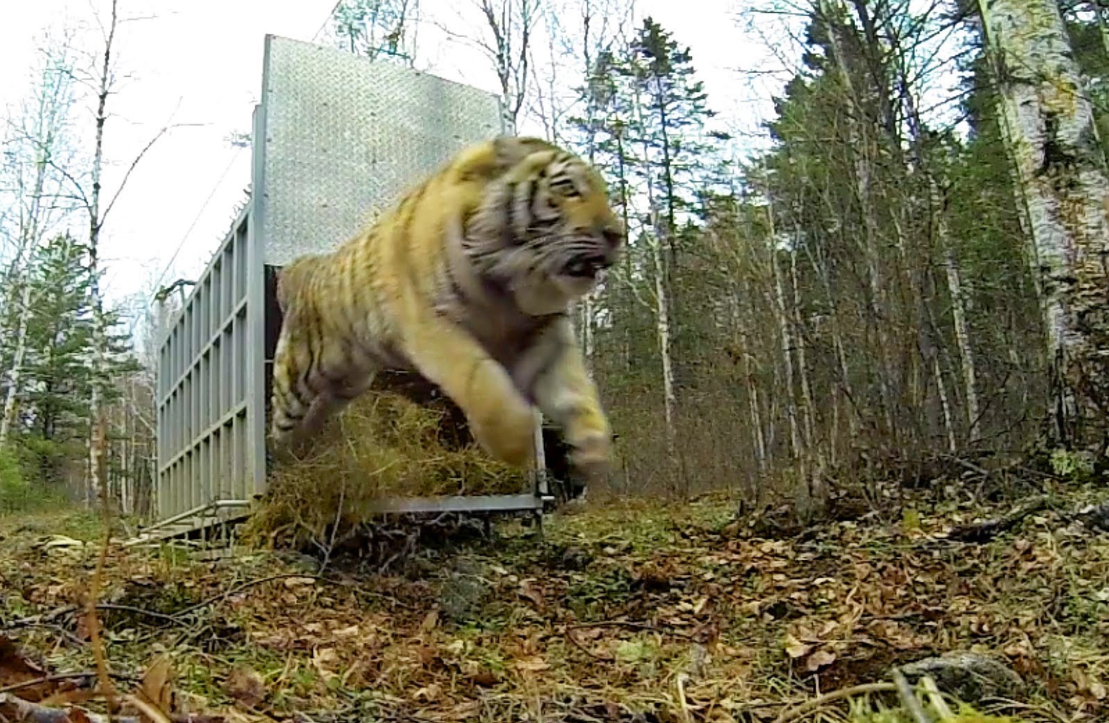 LA TIGRE VIENE RIMESSA IN LIBERTA', IL VIDEO COMMUOVE IL WEB - GUARDA - 12/01/2015