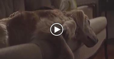 ECCO PERCHE' ADOTTARE UN CANE FA BENE. IL VIDEO-SPOT CHE COMMUOVE IL WEB - 18/03/2014