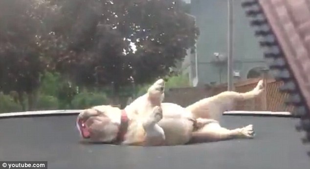 I CAGNOLINI SI COMPORTANO SPESSO COME I BAMBINI. GUARDATE QUESTO DOLCISSIMO BULLDOG - VIDEO - 28/07/2014