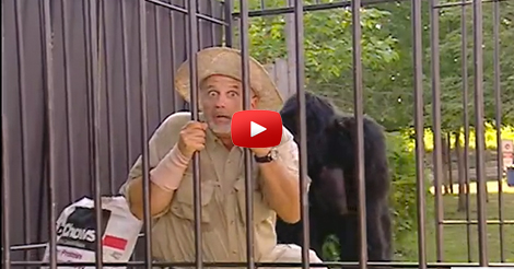 IN GABBIA CON IL GORILLA. LO SCHERZO E' DIVERTENTISSIMO - VIDEO - 07/03/2015