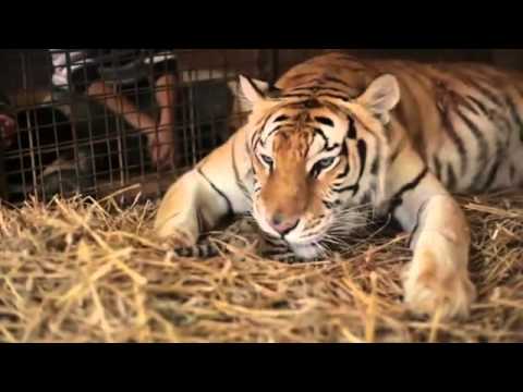 UN UOMO AIUTA LA TIGRE A PARTORIRE. ECCO LA REAZIONE DELL'INTELLIGENTISSIMO ANIMALE - VIDEO - 18/05/2014