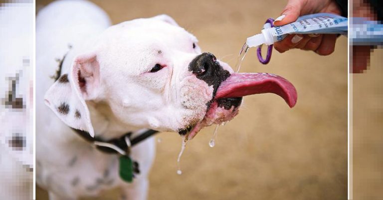 6 COSE CHE DEVI ASSOLUTAMENTE SAPERE SE HAI UN CANE: POSSONO SALVARGLI LA VITA - 24/07/2017